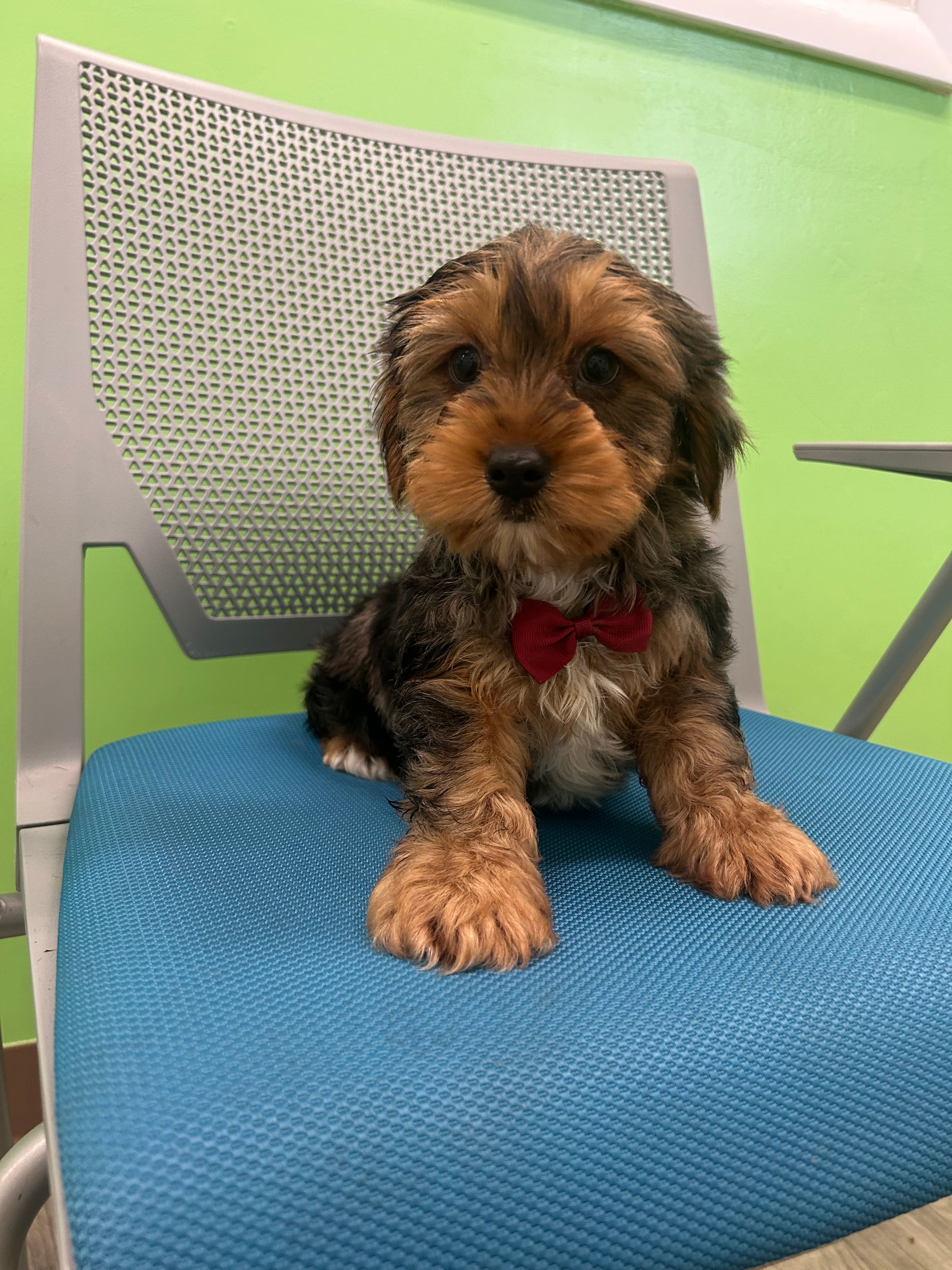 Arlo – Yorkshire Terrier puppy for sale in Whitman, MA