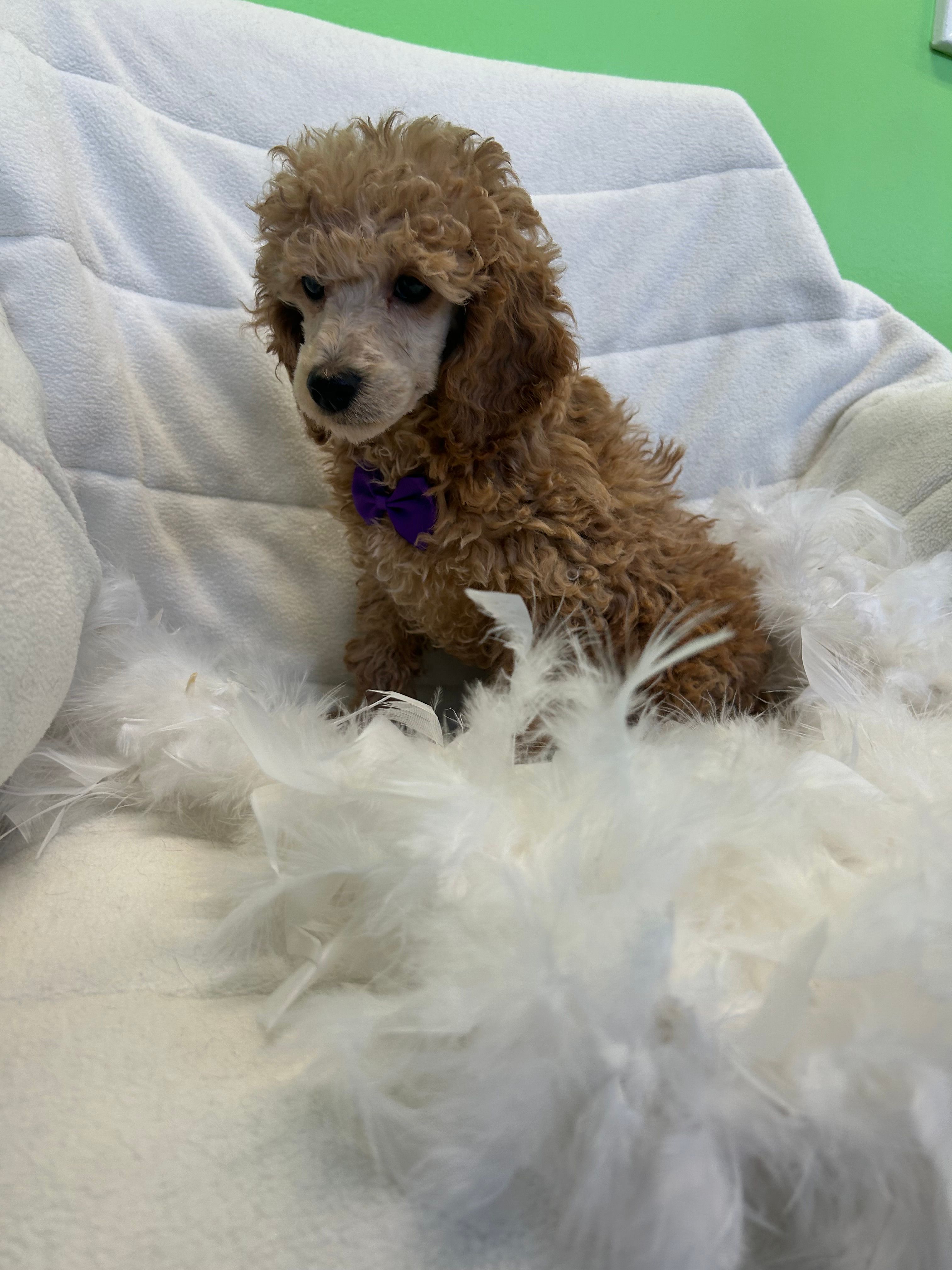 Max – Poodle - Toy  puppy for sale in Whitman, MA