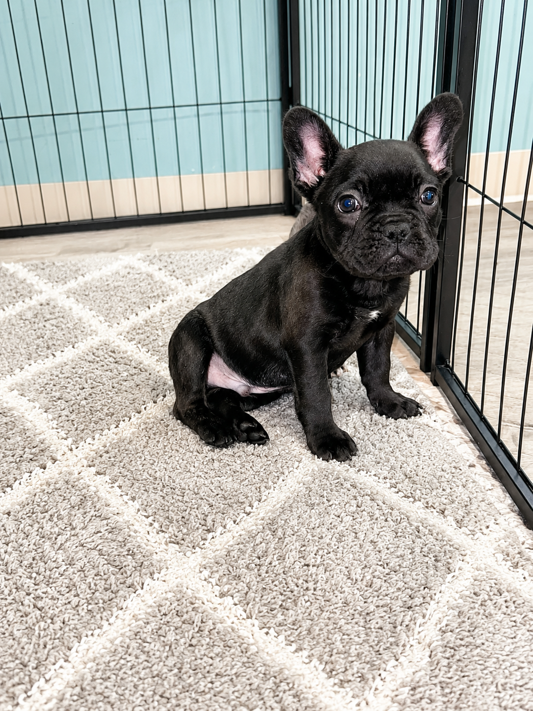 Boba  – French Bulldog puppy for sale in Joliet, IL