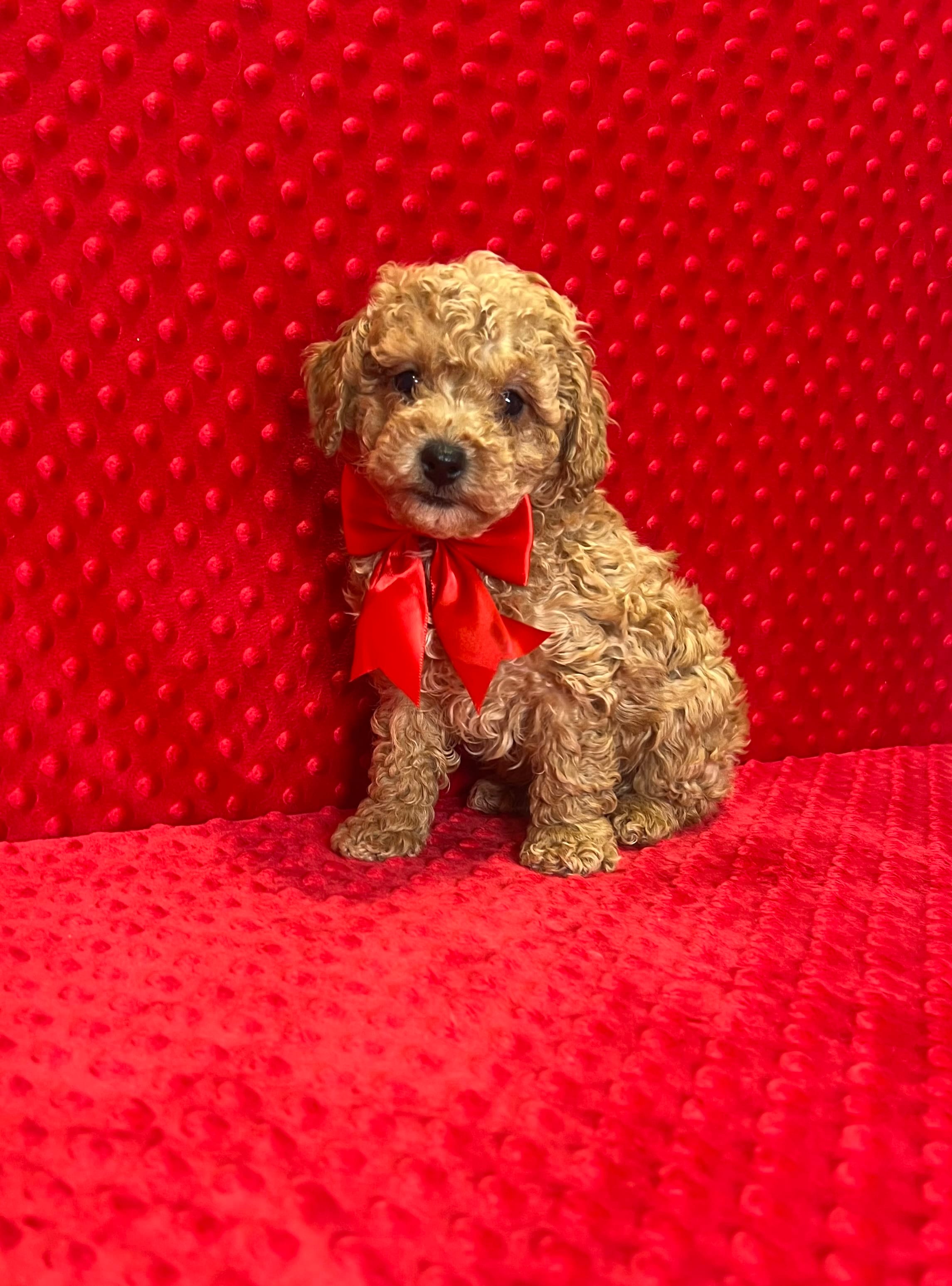 William  – Poodle - Toy  puppy for sale in Belleview, FL