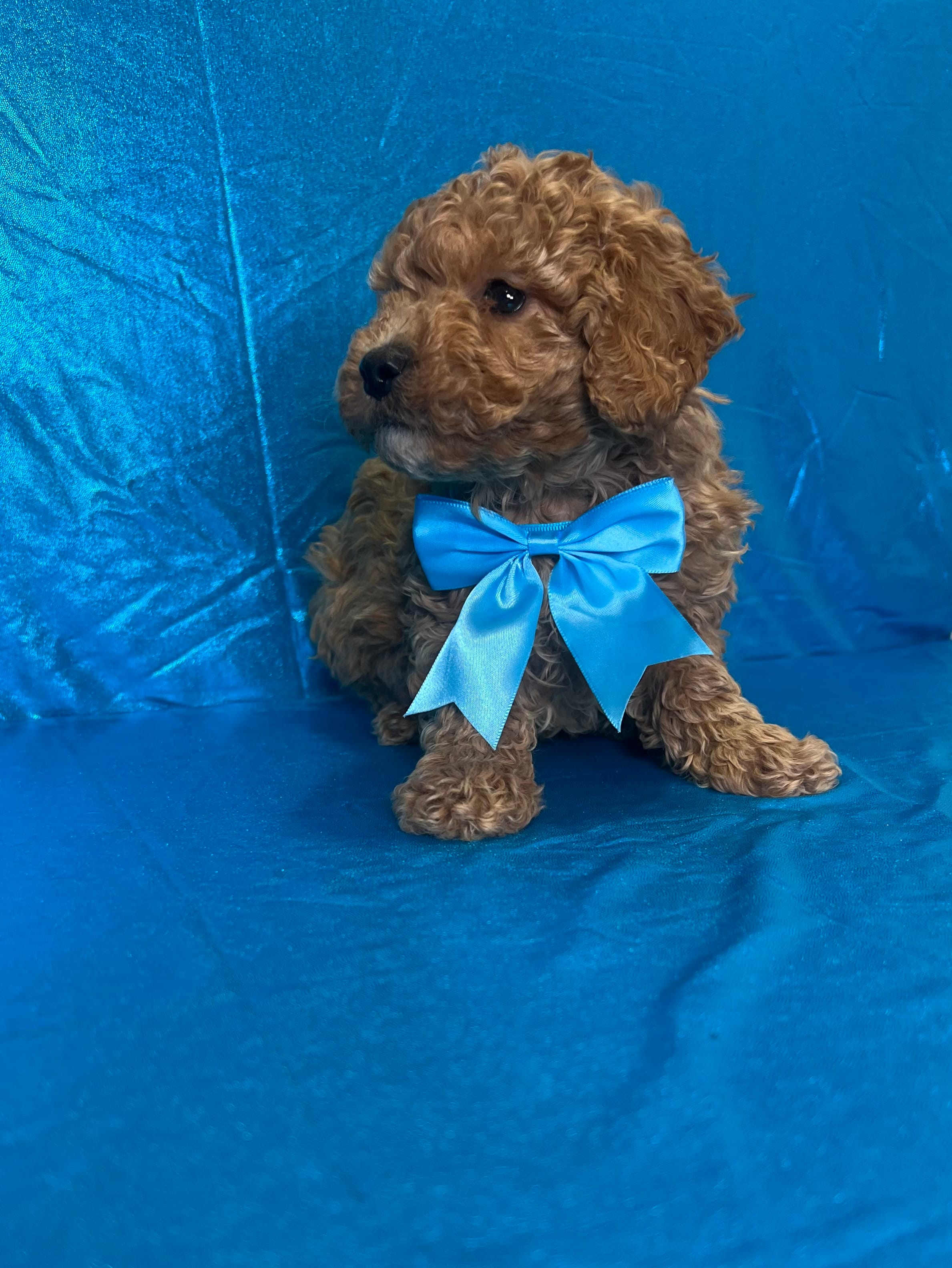 Ford – Poodle - Toy  puppy for sale in Belleview, FL