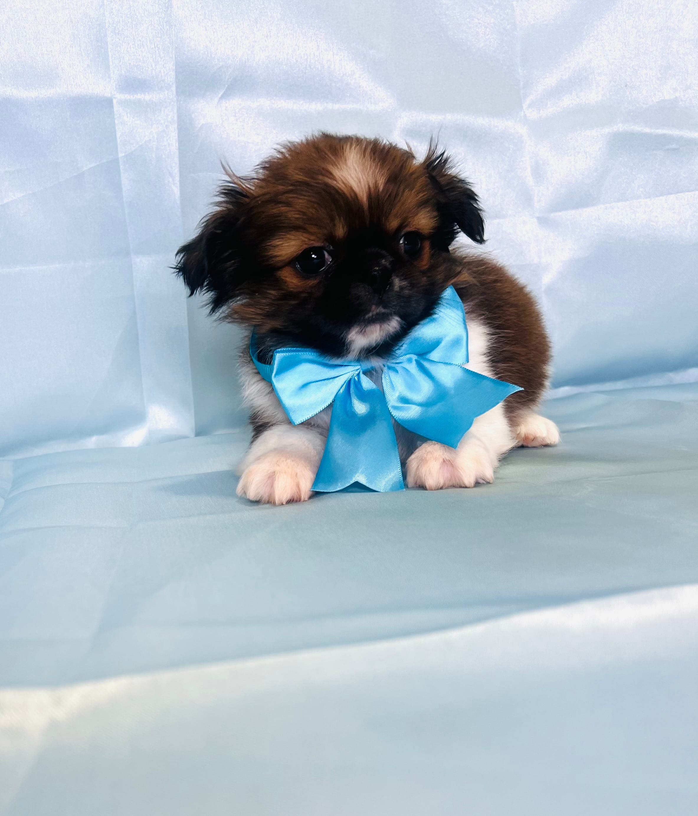 Fluffy  – Shih Tzu puppy for sale in Belleview, FL