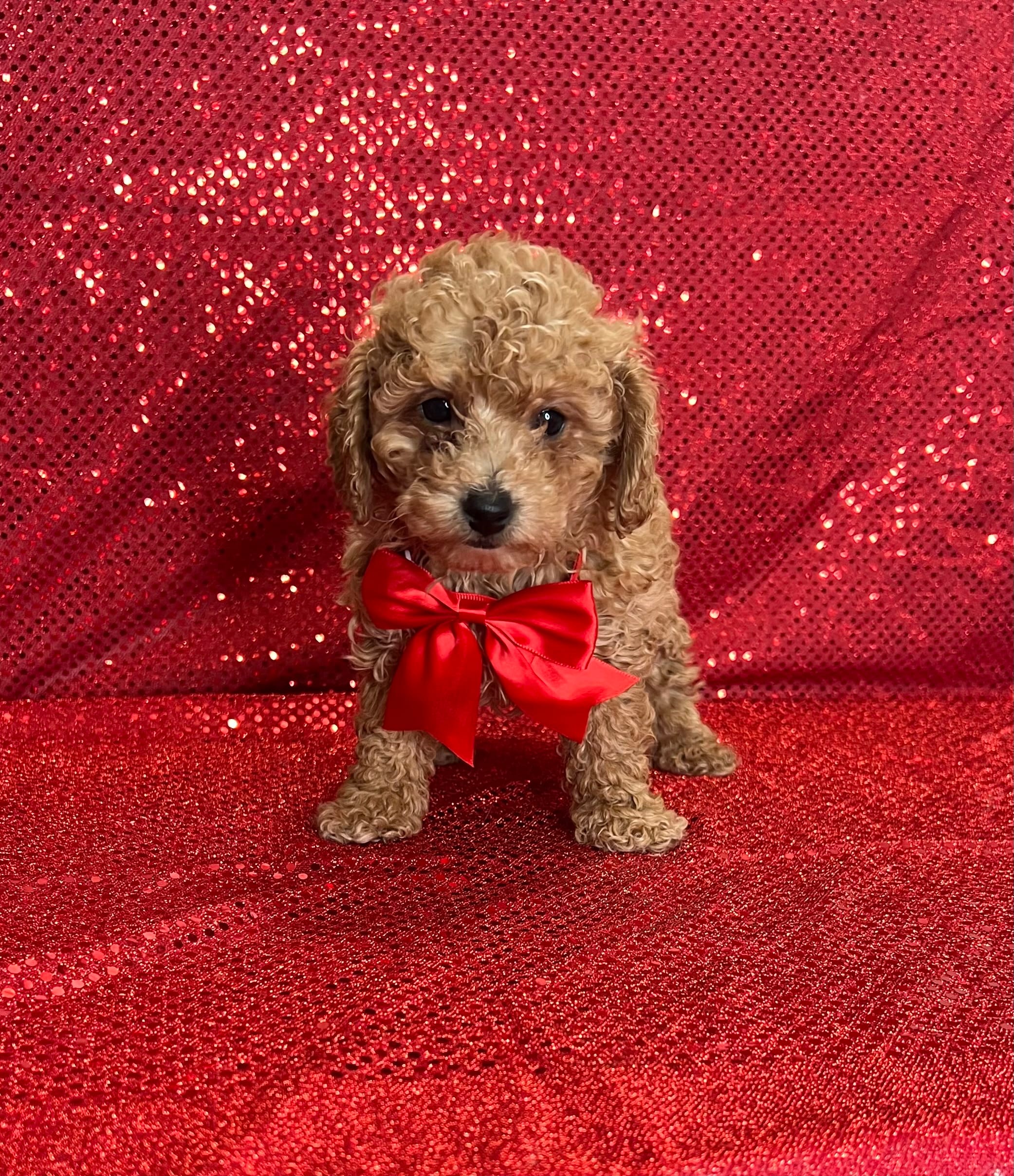 Ford – Poodle - Toy  puppy for sale in Belleview, FL