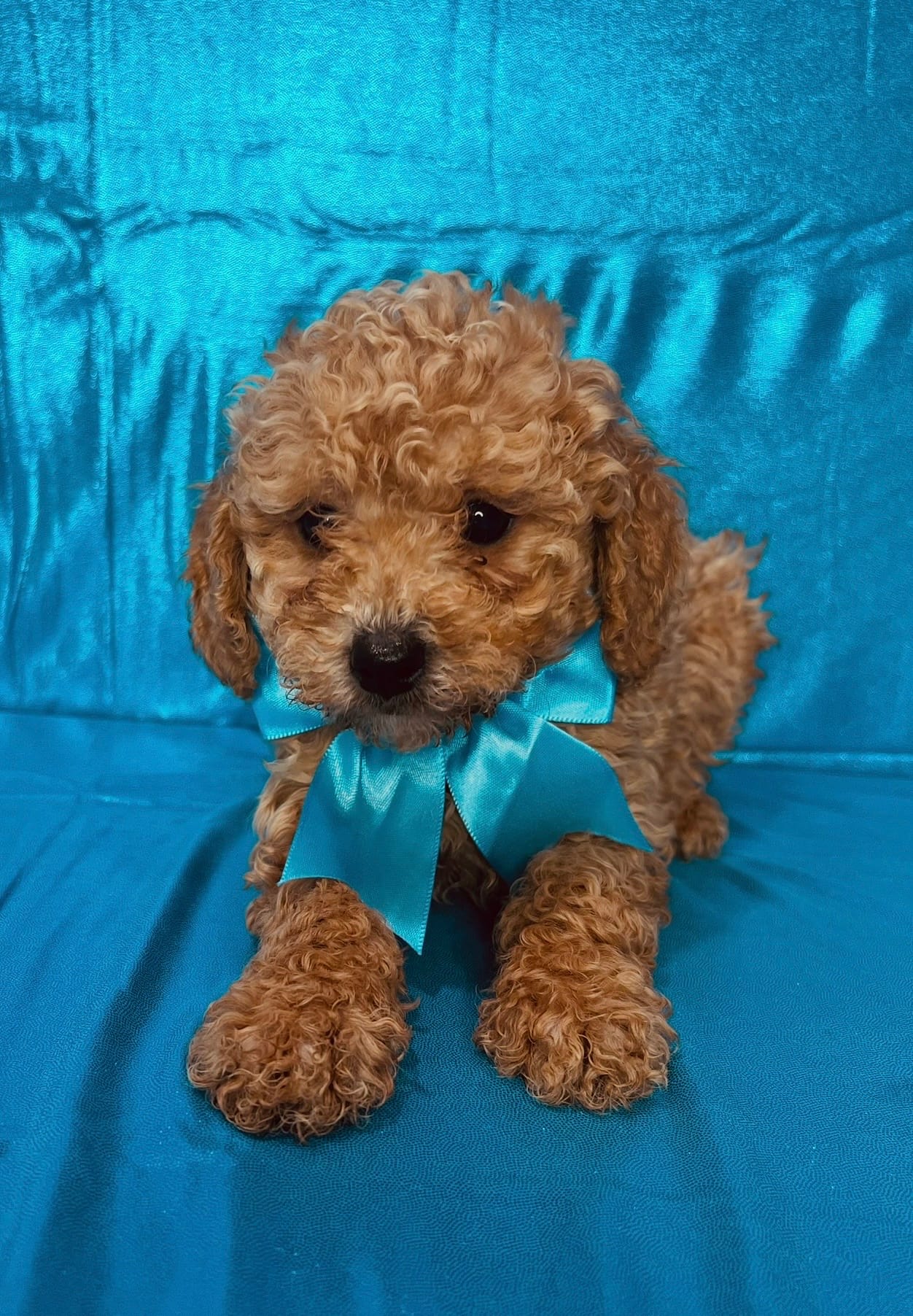 Ford – Poodle - Toy  puppy for sale in Belleview, FL