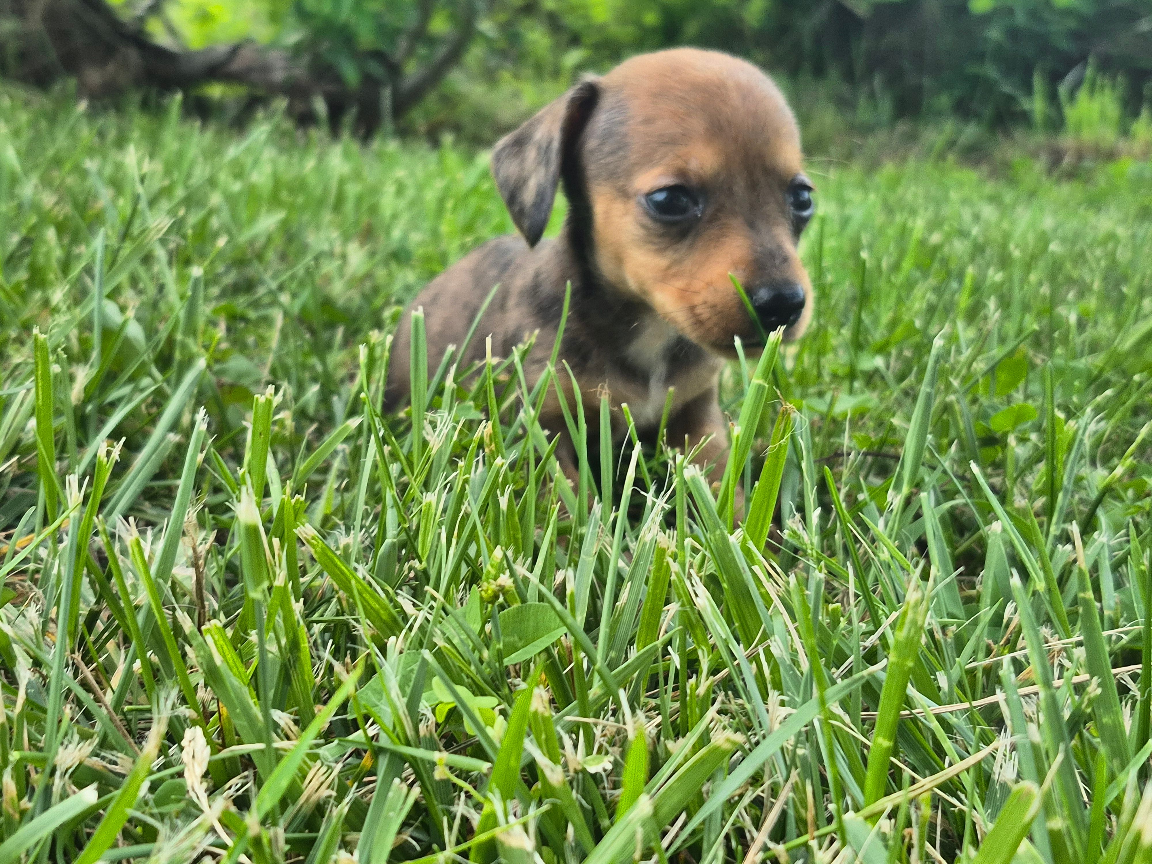 Nacho – Miniature Dachshund puppy for sale in Pomona, MO
