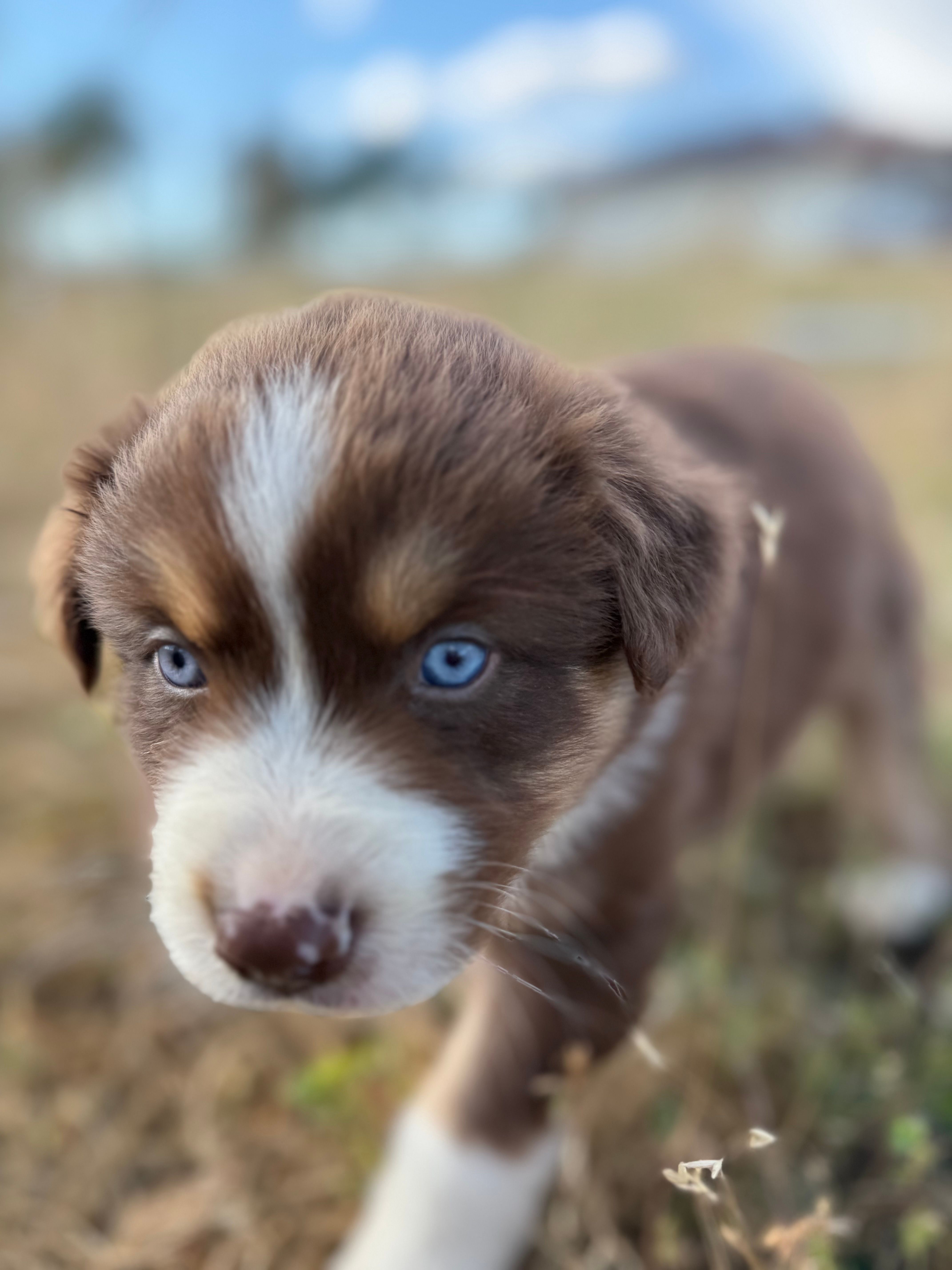 Louie – Australian Shepherd puppy for sale in Madera, CA