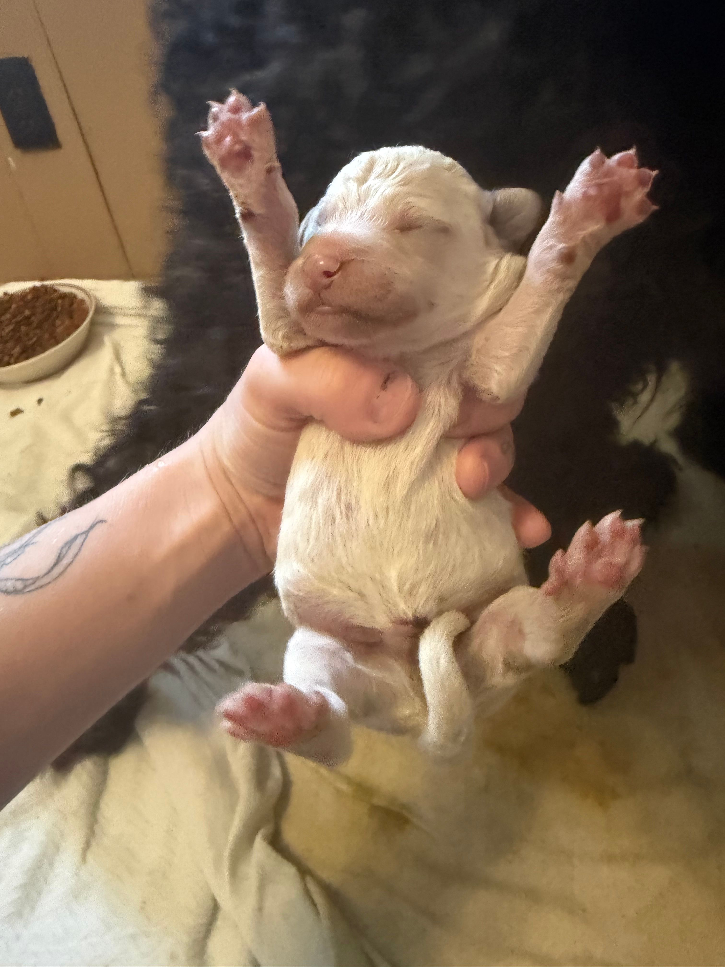 Blue boy  – Goldendoodle puppy for sale in Bowling Green, KY