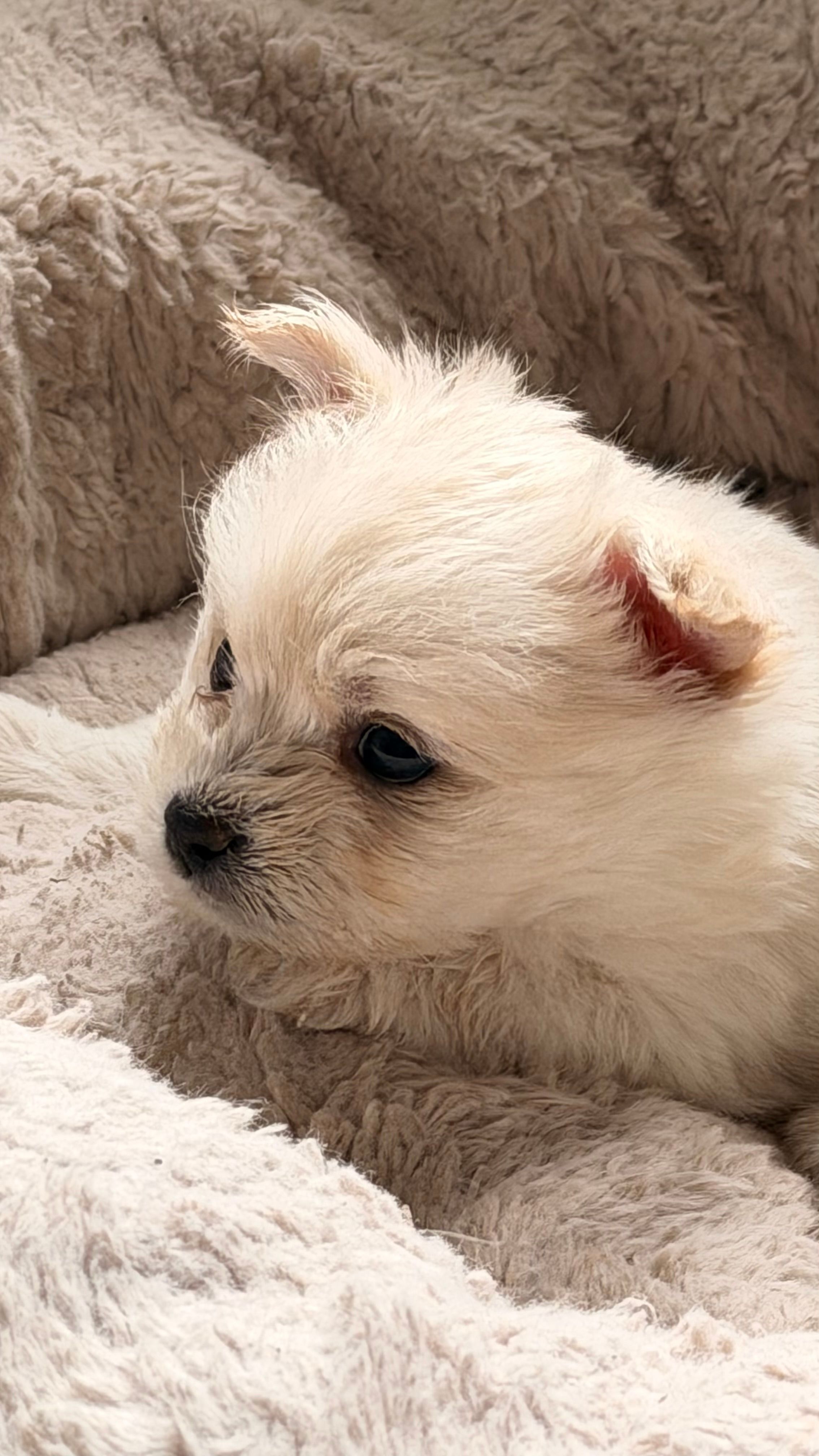 Frosty – Maltese, Pomeranian puppy for sale in Westfield, MA