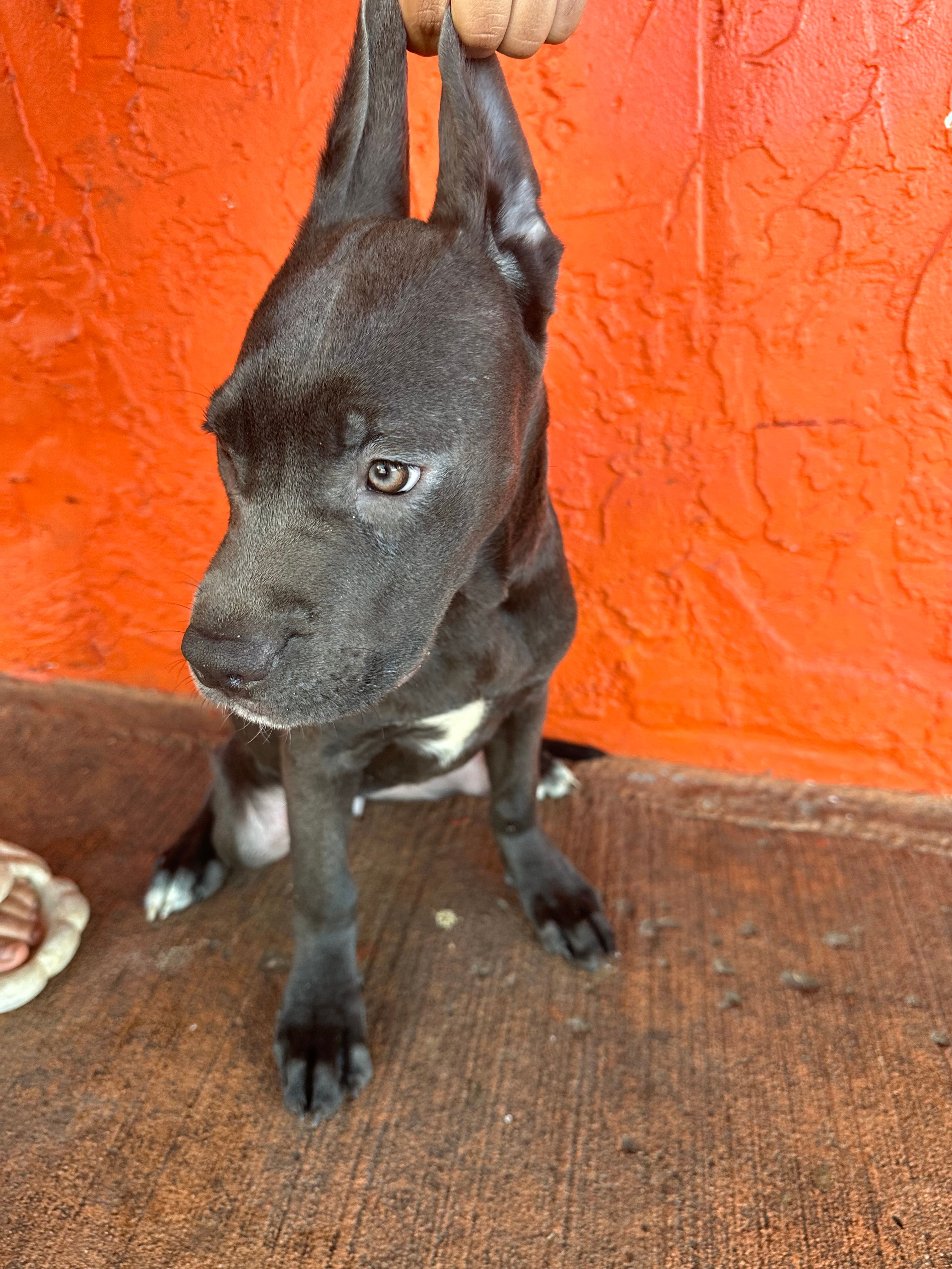 Violet collar (violet)