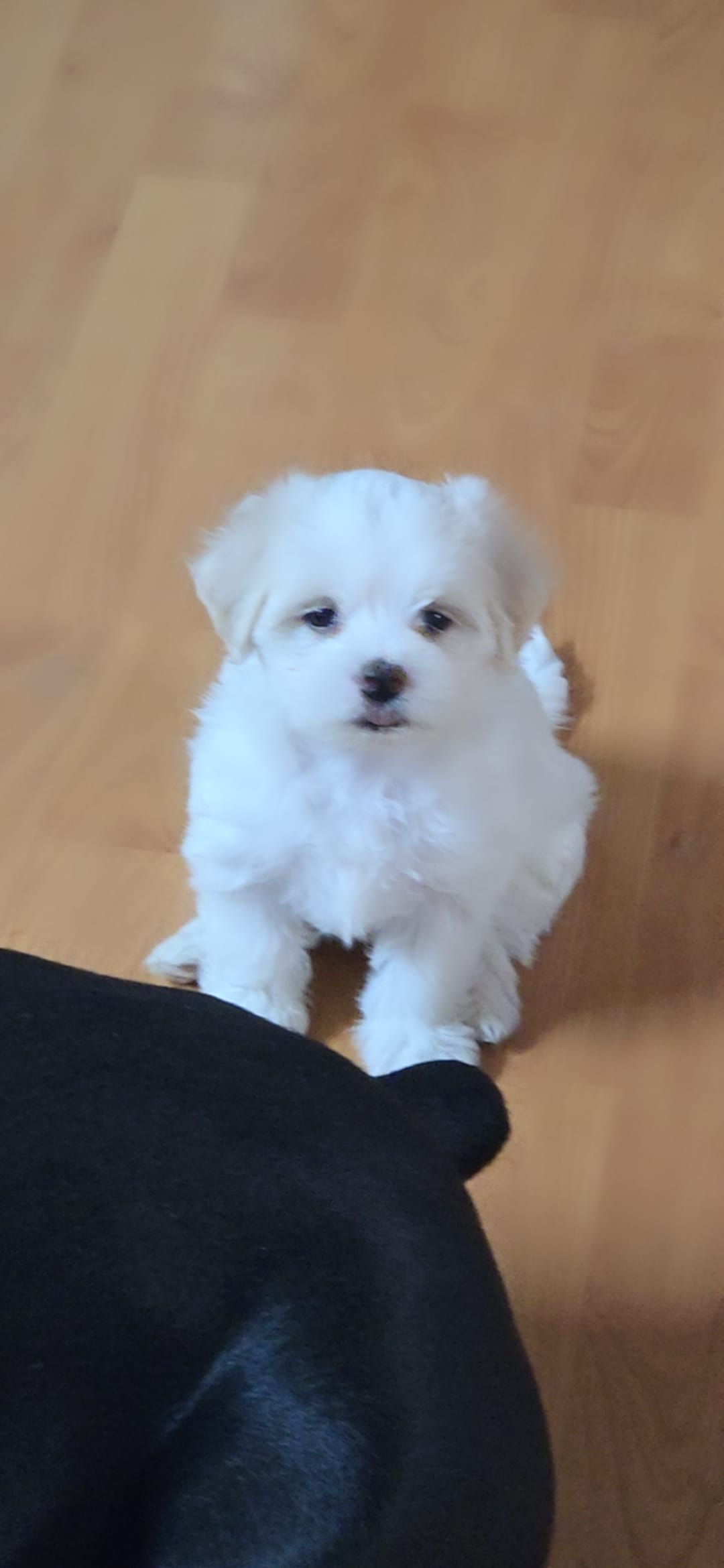 Kai  – Maltese puppy for sale in Granada Hills, CA