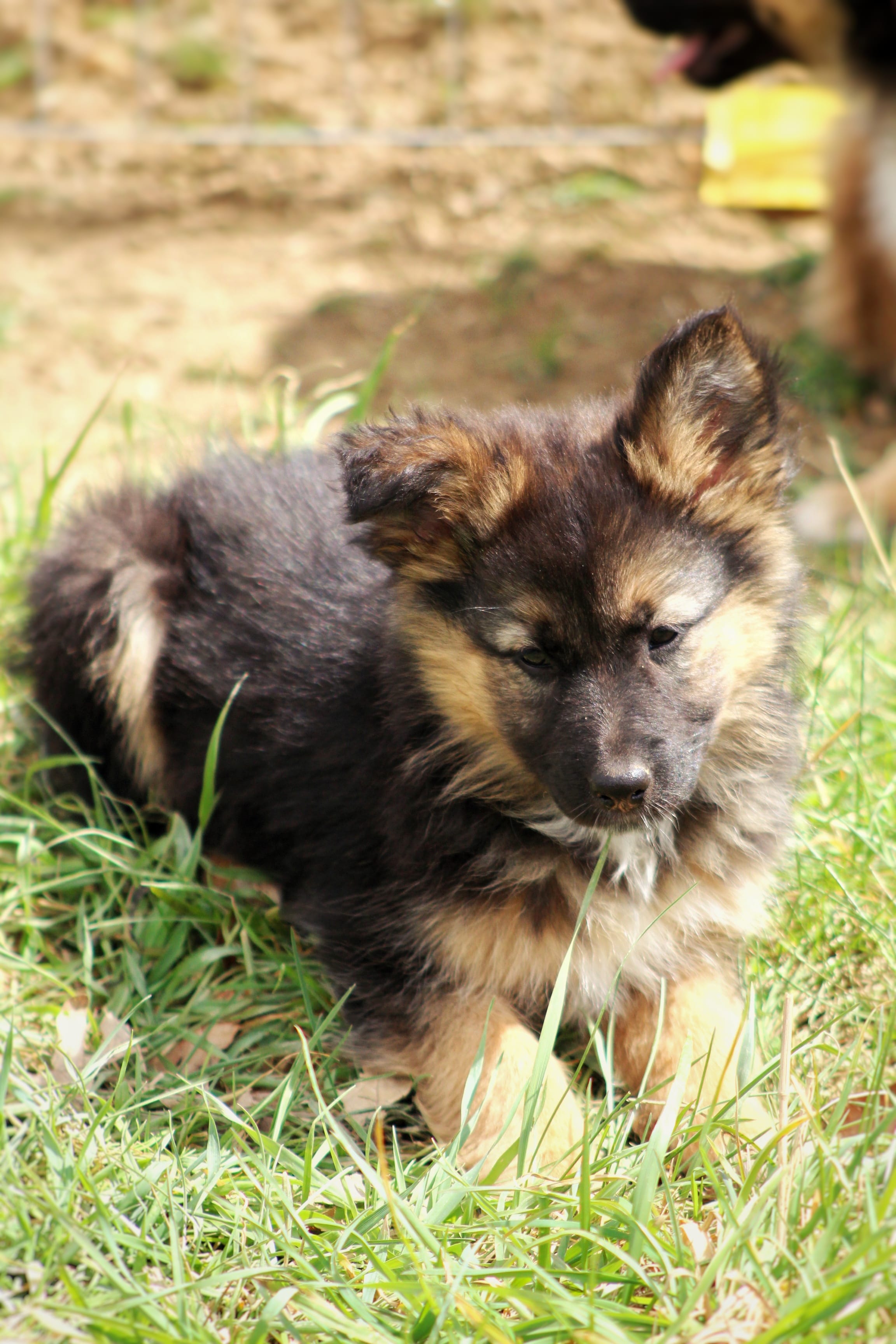 Denver – Australian Shepherd, German Shepherd Dog puppy for sale in Scio, OH