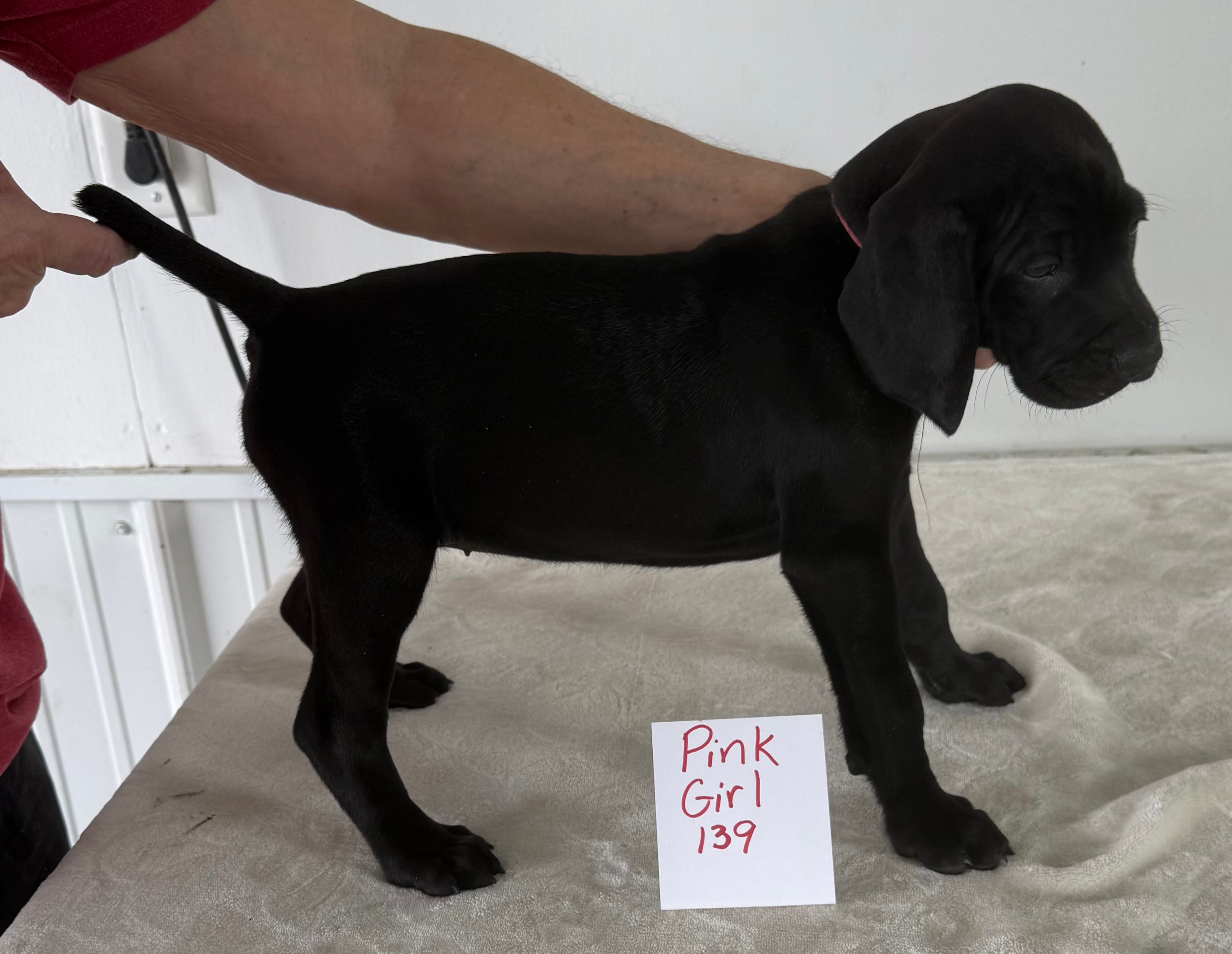 Pink 139 – Vizsla, Weimaraner puppy for sale in Hillsboro, OH