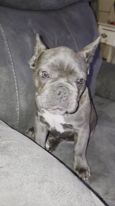 Clover, a female French Bulldog for sale in Greeley, CO – 4 of 9