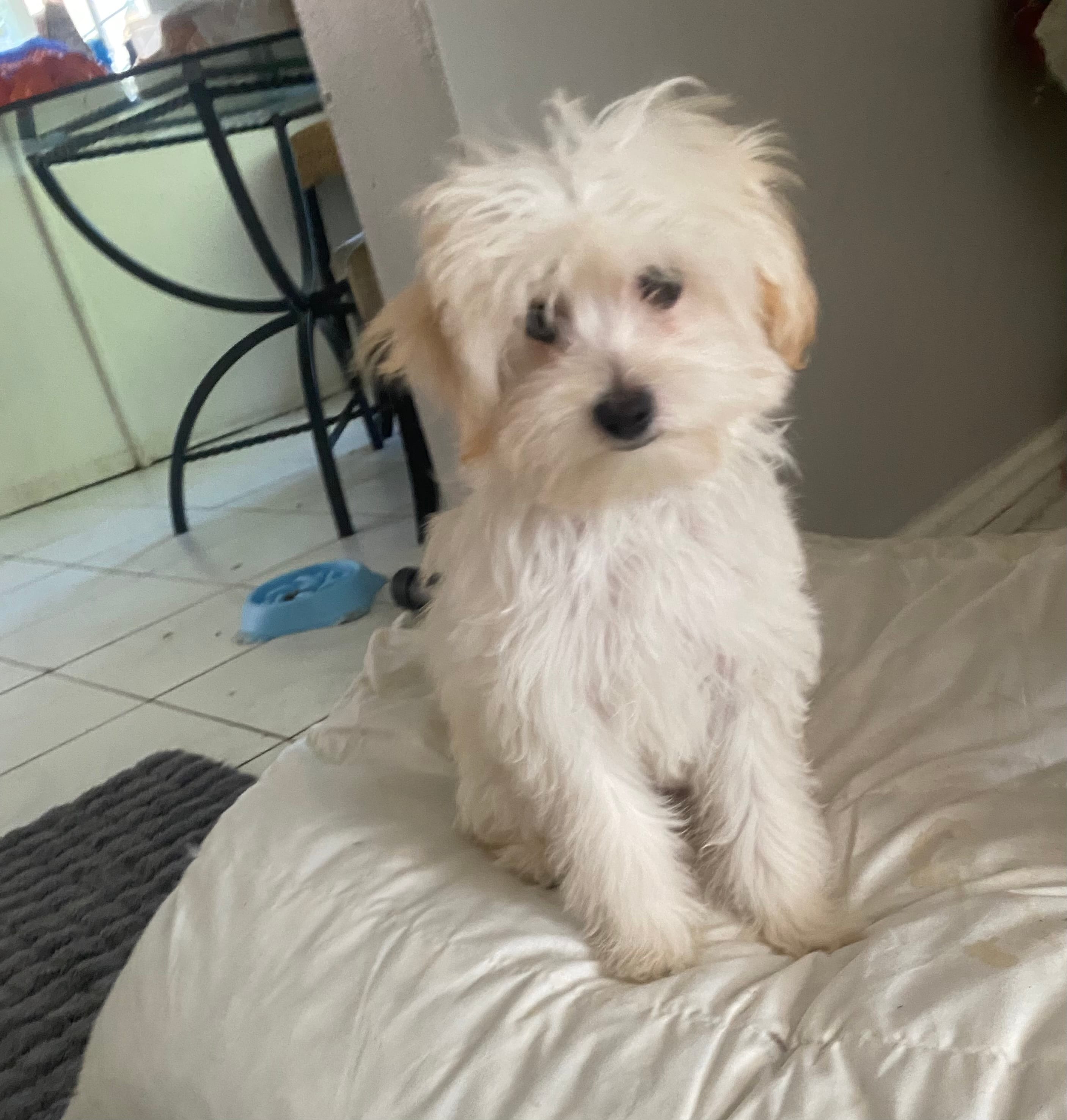Buddy – Maltipoo puppy for sale in Diamond Bar, CA