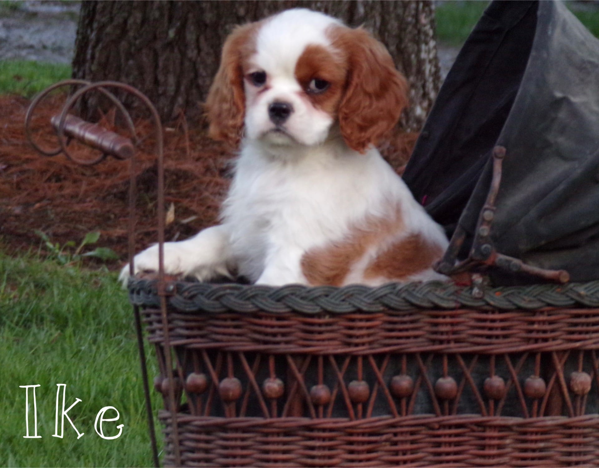 Ike  – Cavalier King Charles Spaniel puppy for sale in Columbiana, OH