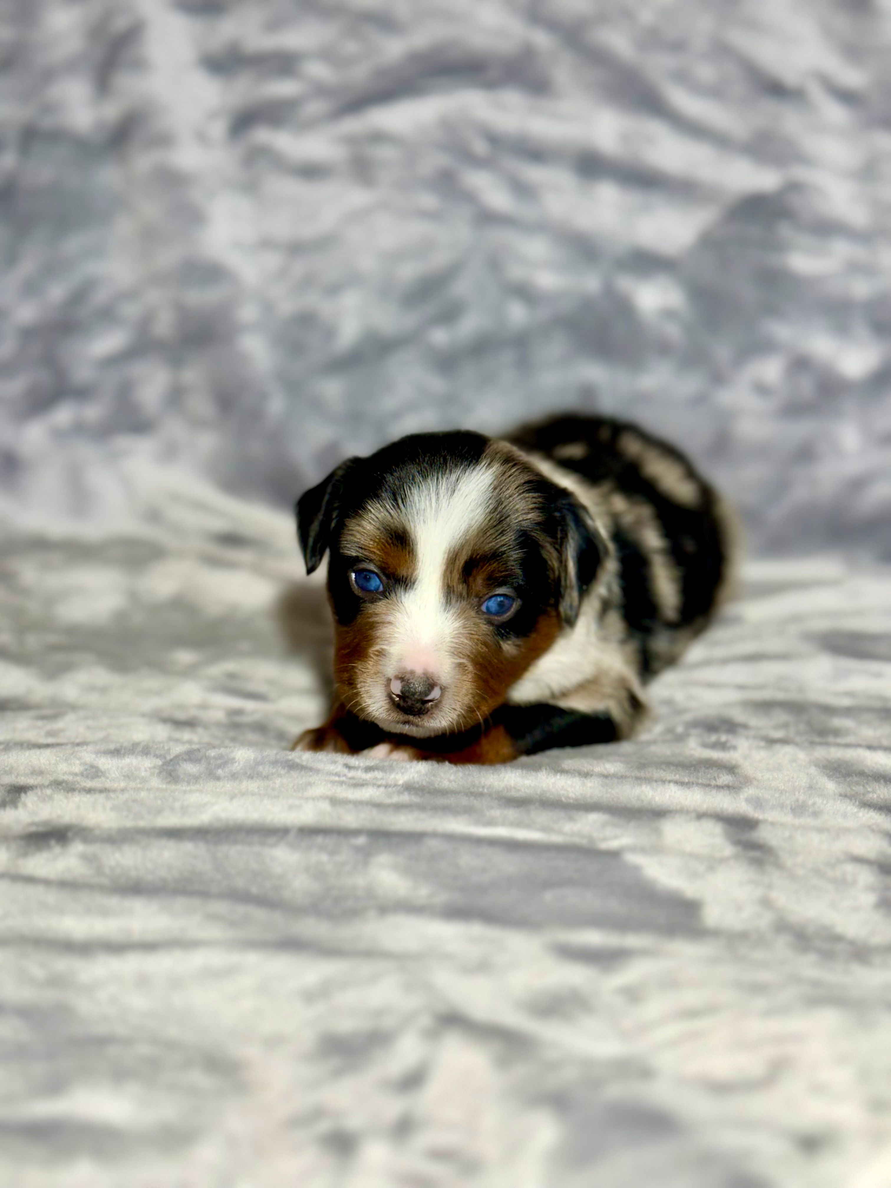 Pepsi  – Miniature Australian Shepherd puppy for sale in Lincoln, CA
