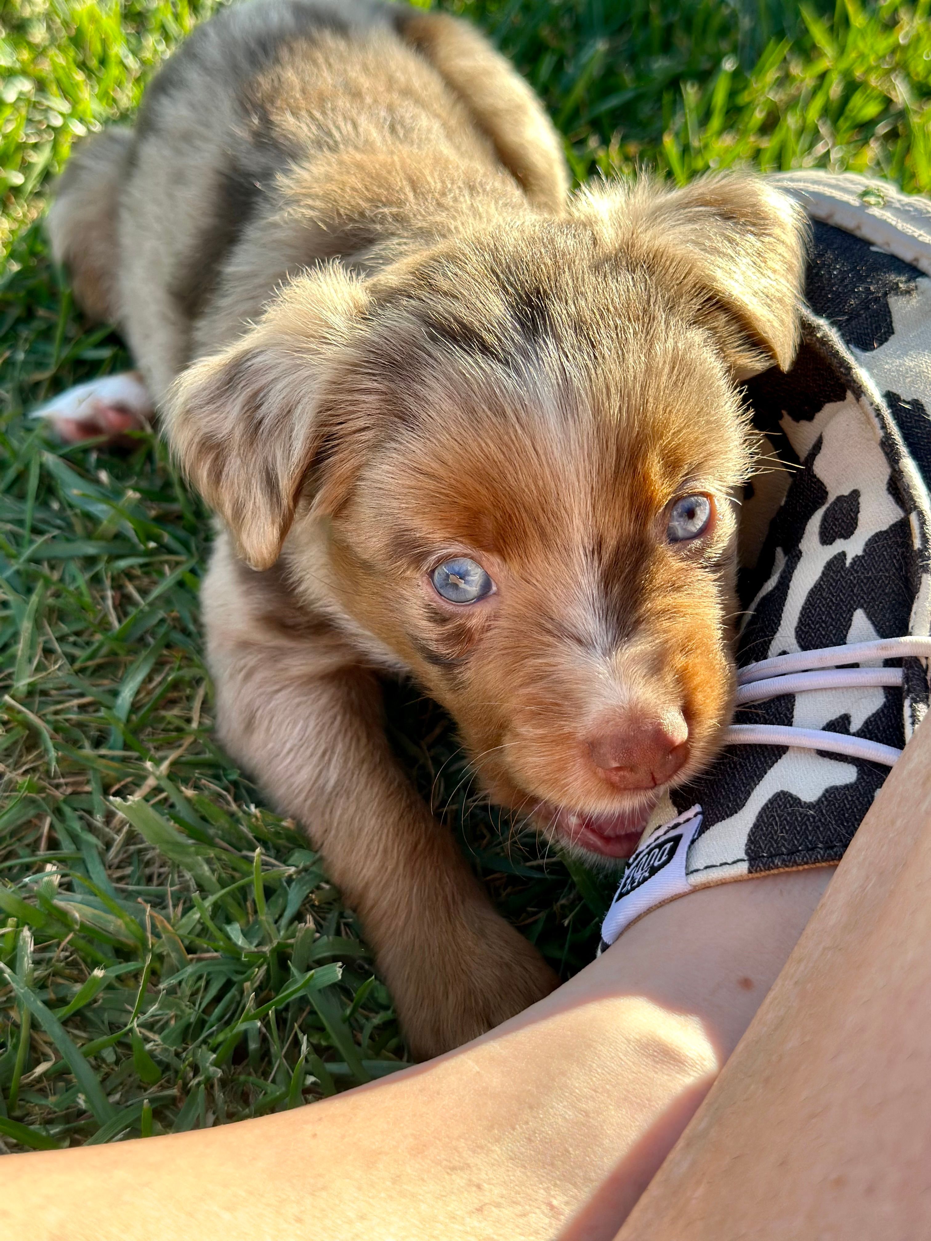Sweetie Pie – Toy Australian Shepherd puppy for sale in Lincoln, CA