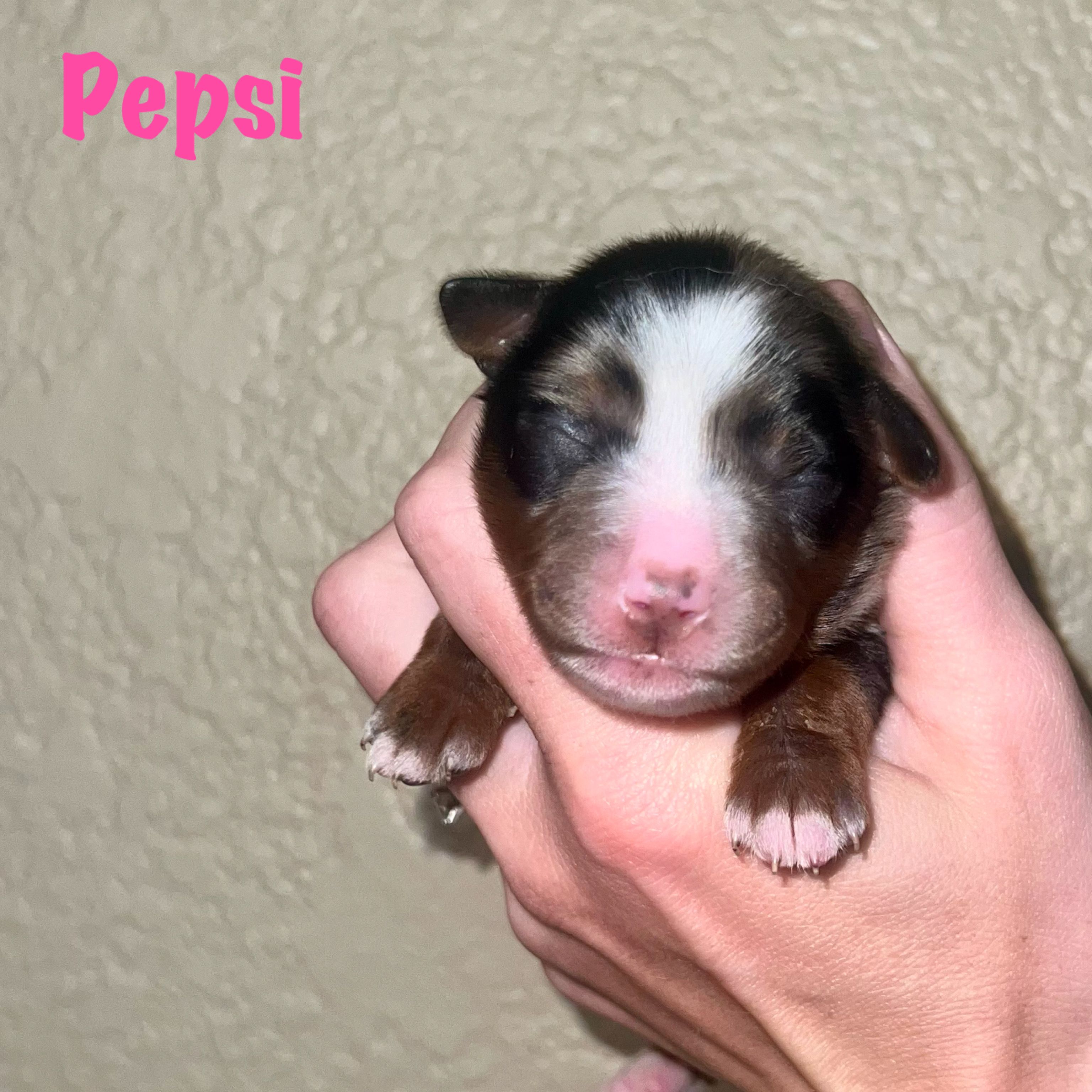 Pepsi  – Miniature Australian Shepherd puppy for sale in Lincoln, CA