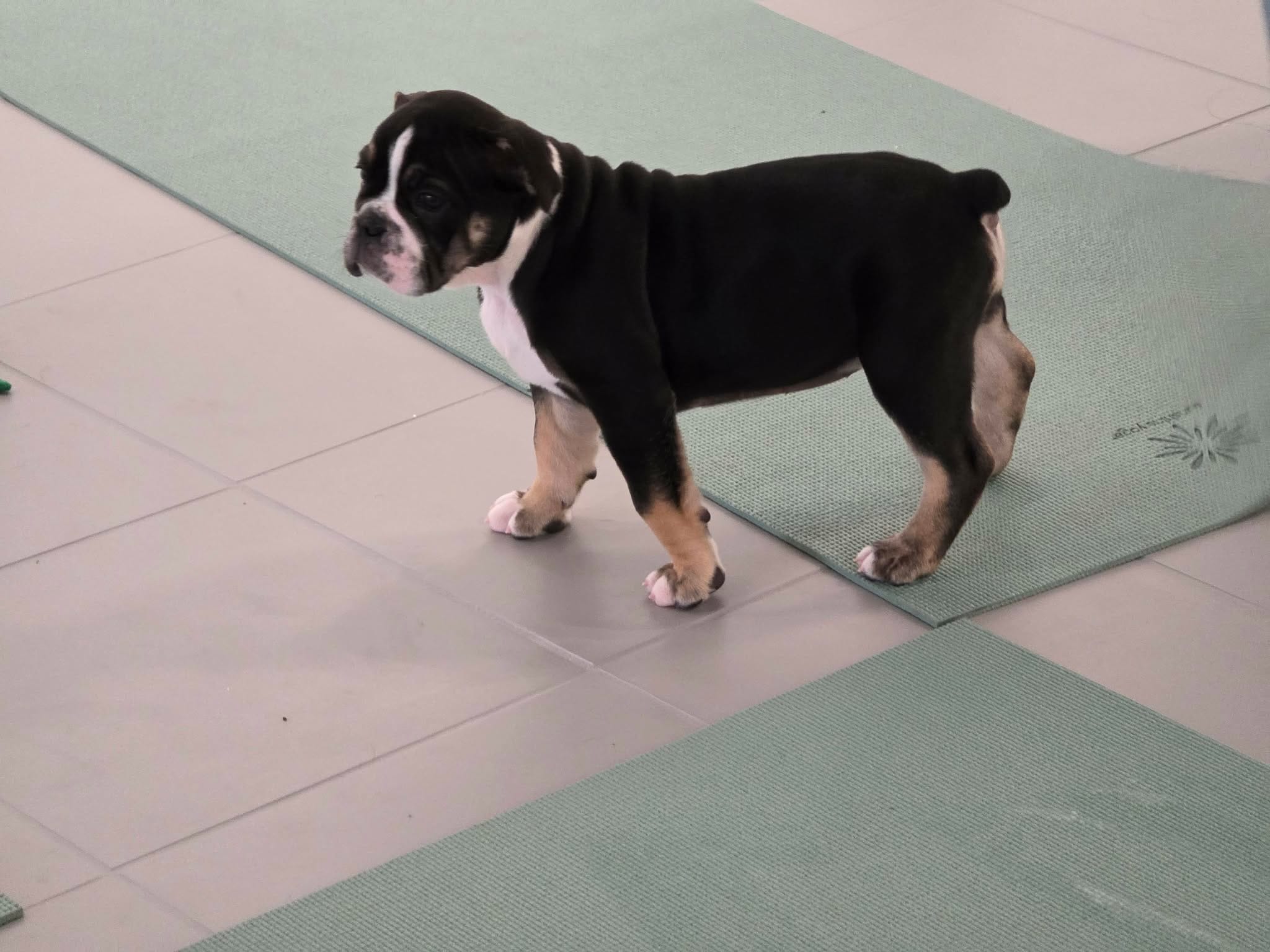 Black female trindle – Olde English Bulldogge puppy for sale in Turlock, CA