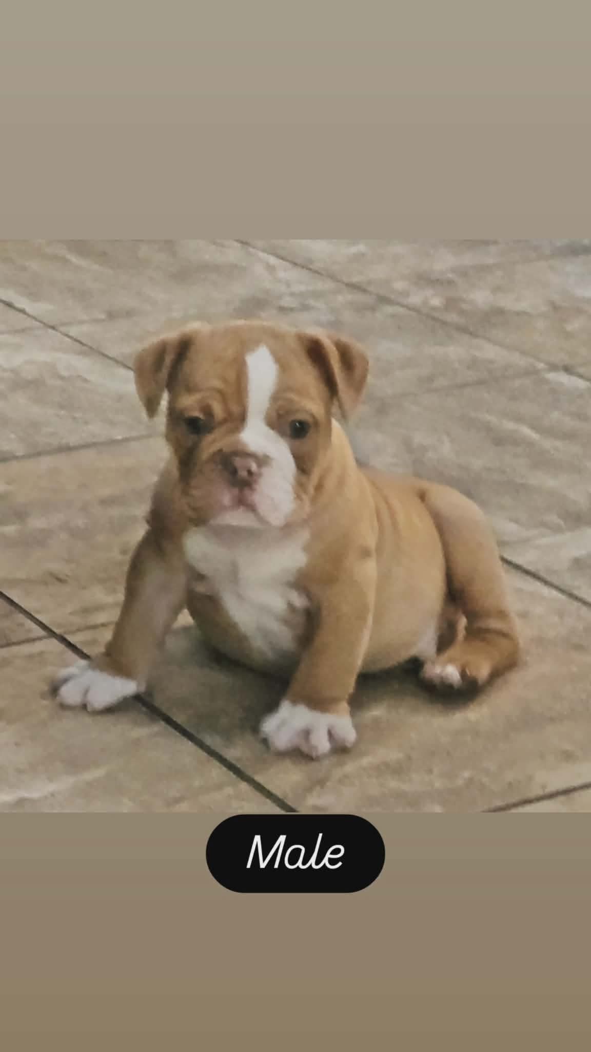 Male fawn 1 – English Bulldog, Olde English Bulldogge puppy for sale in Turlock, CA