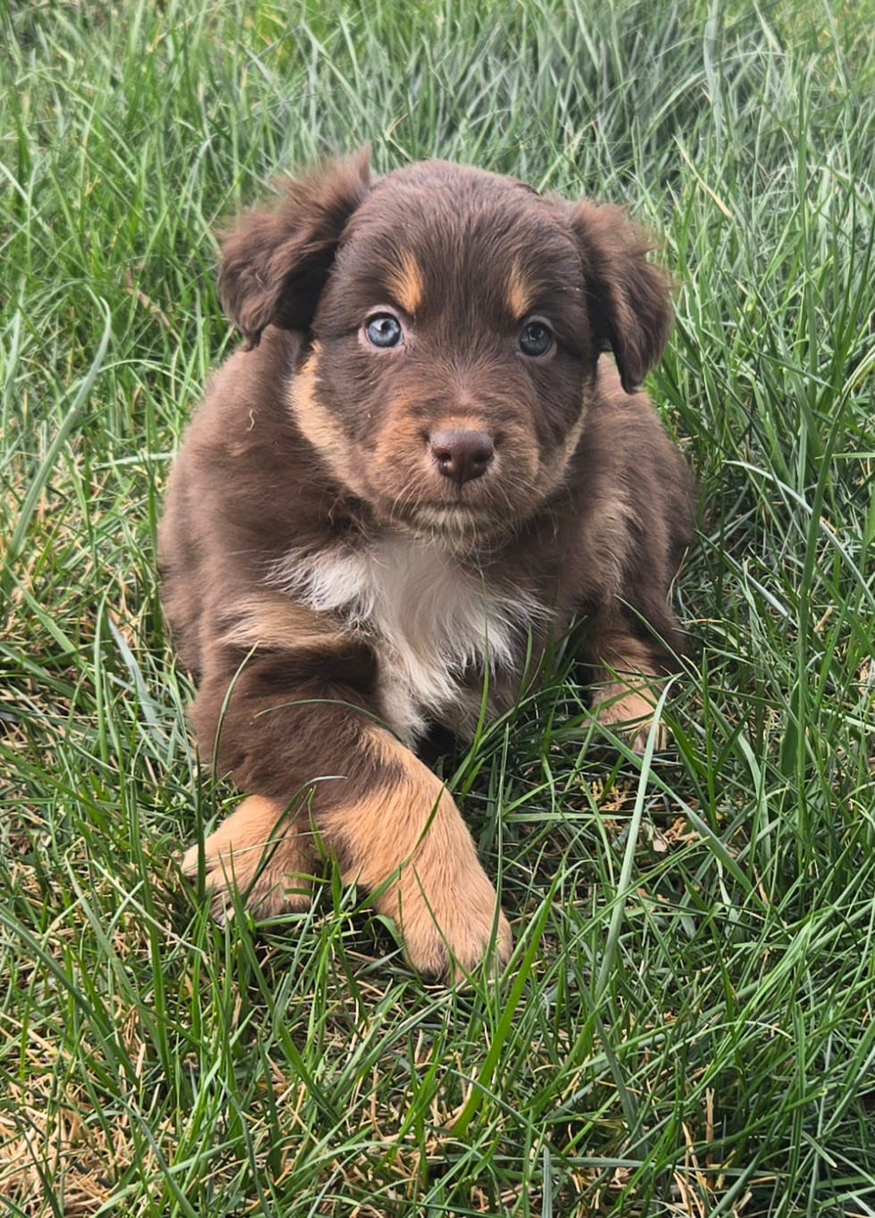 Riggin – Australian Shepherd puppy for sale in Snowflake, AZ