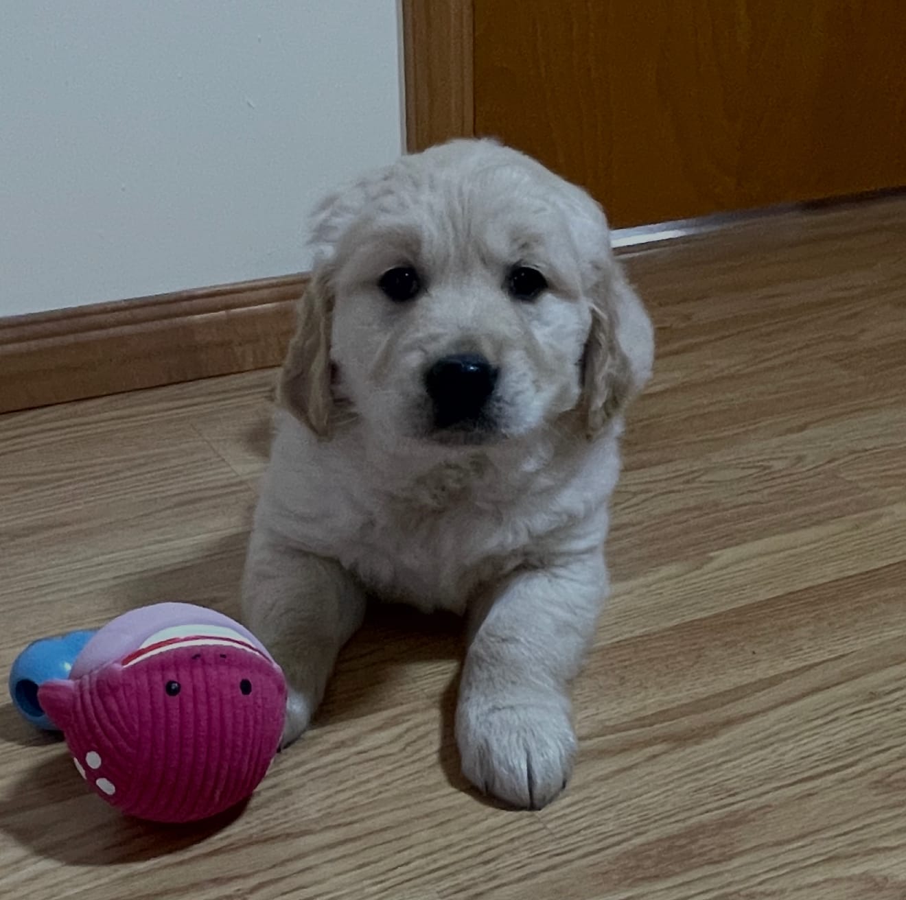 Max – Golden Retriever puppy for sale in Shepherd, MI