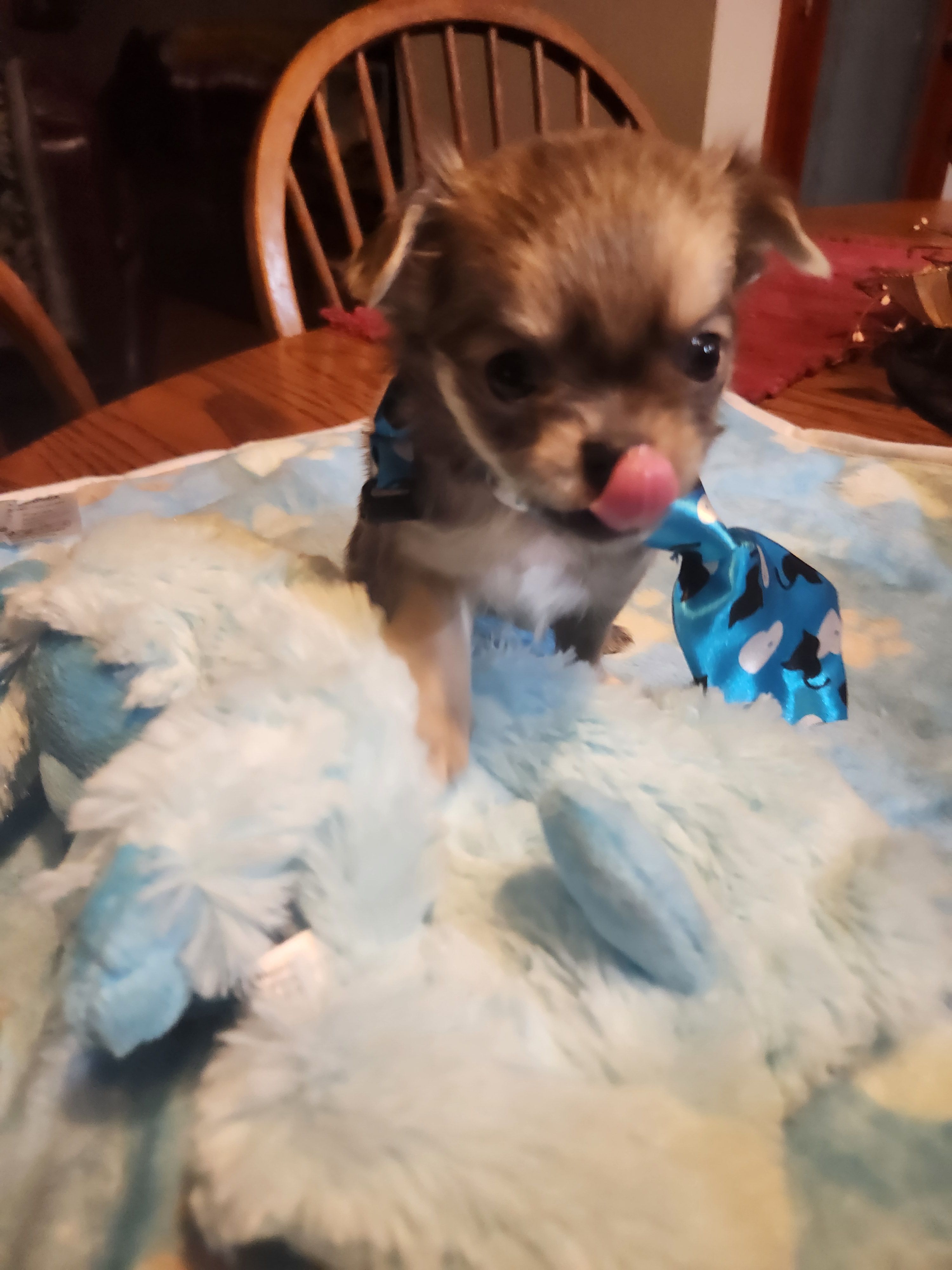 Larry – Chihuahua puppy for sale in Perkasie, PA