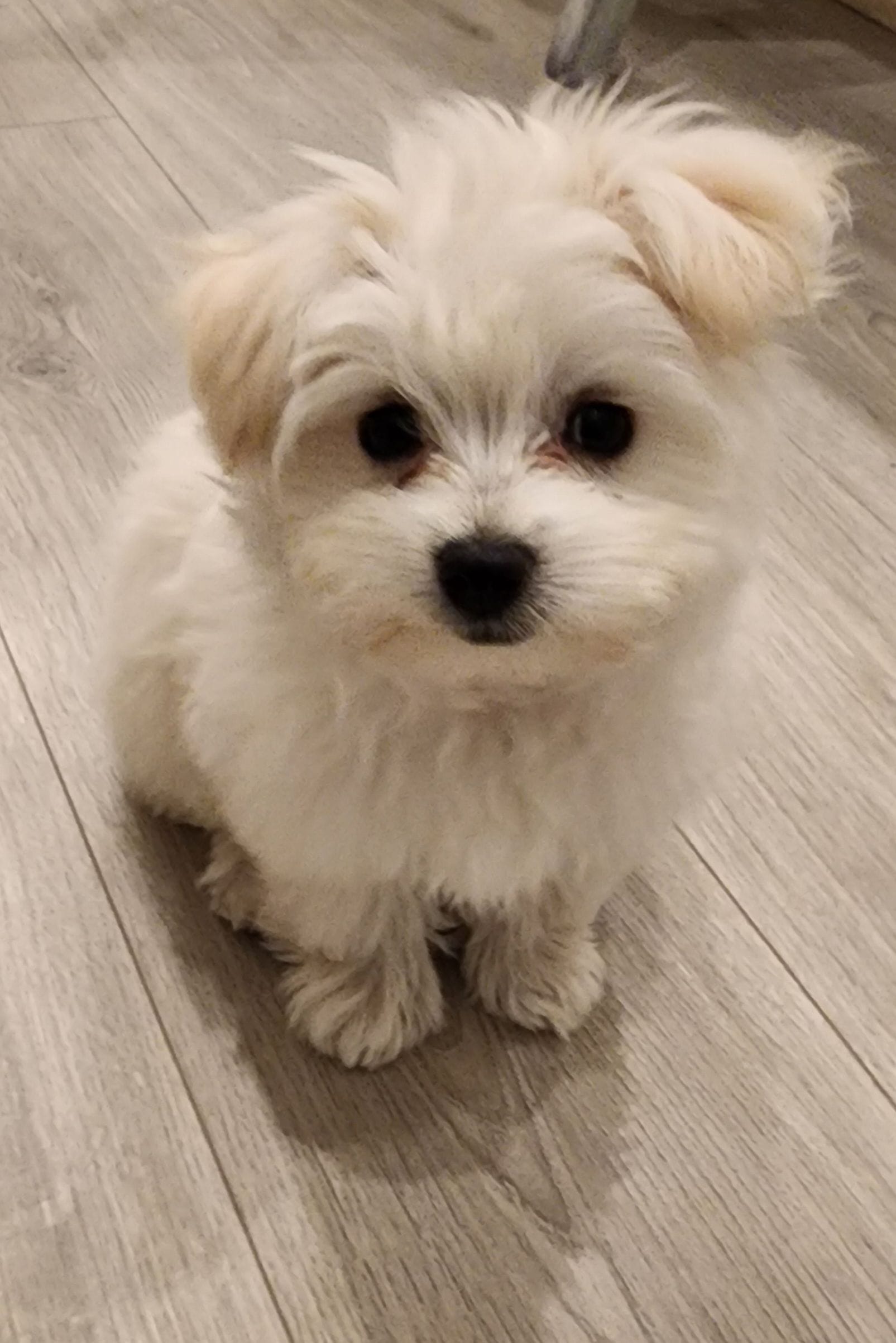 Chanel, a female Maltese and Pomeranian for sale in Austin, TX – Photo 2 of 2