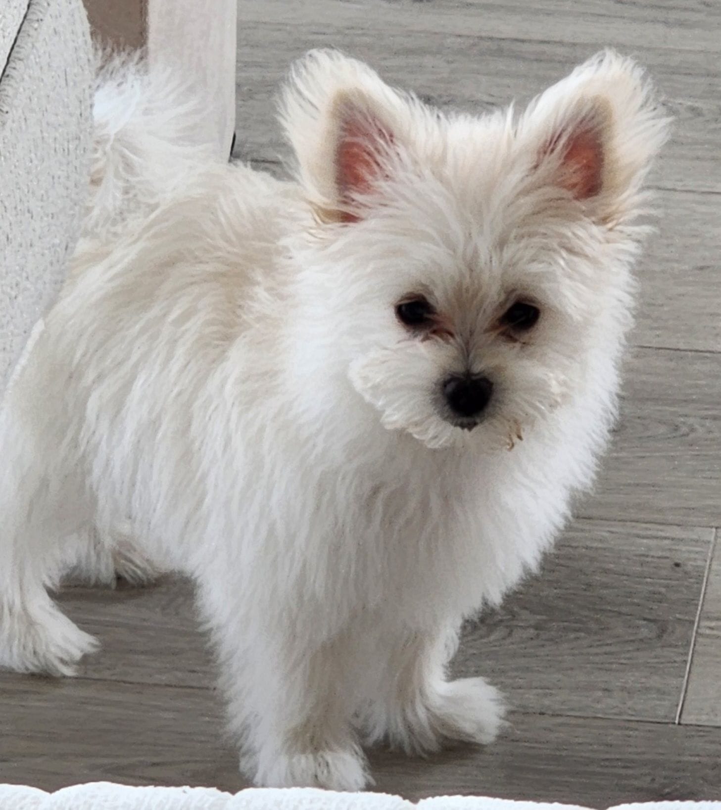 Coco, a female Maltese and Pomeranian for sale in Austin, TX – Photo 2 of 2